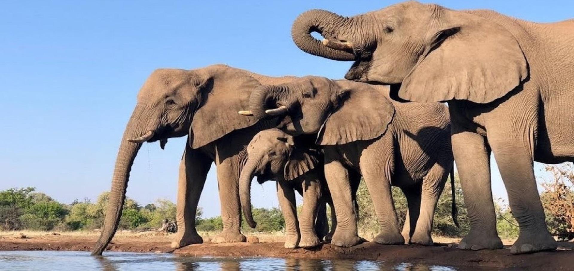 Careers at VetInWild