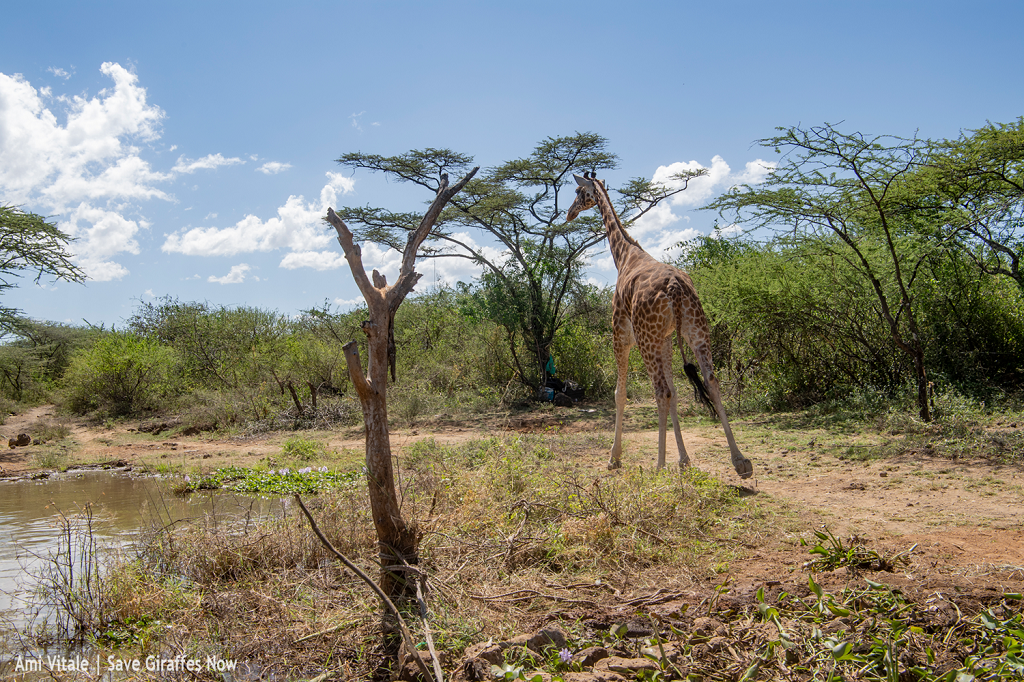 Critically Endangered Rothschild Giraffe Rescued from