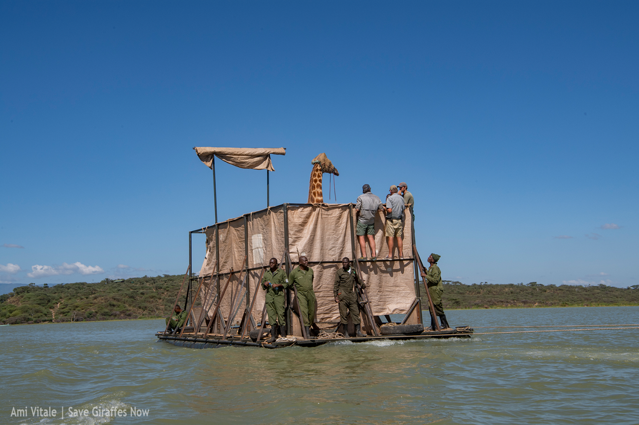 Giraffe translocation operation