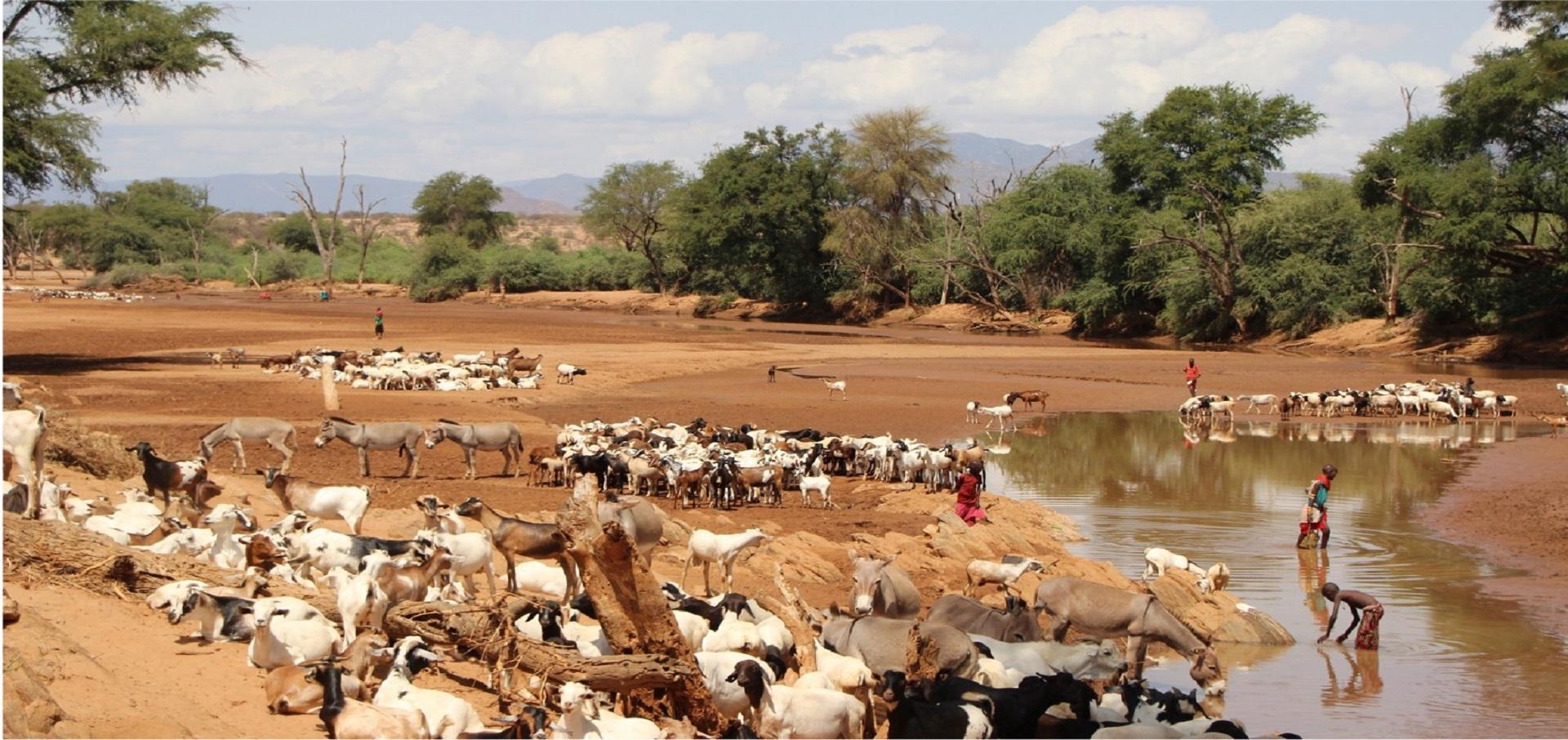 One Health work in a community landscape