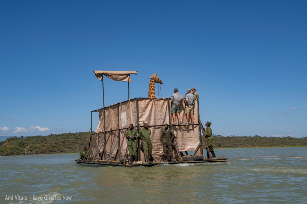 save critically endangered Rothschild’s giraffe trapped on Baringo island