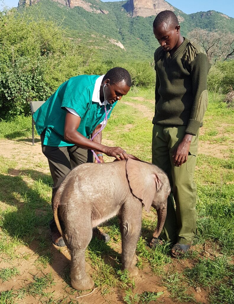 vet-in-wild-at-reteti-elephants-sanctuary