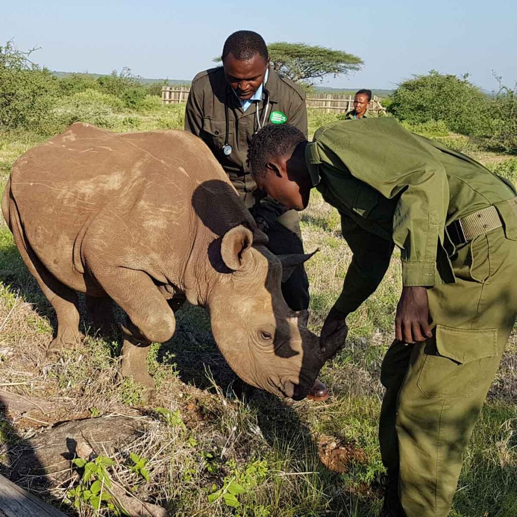 vet-in-wild-rhino-treatment