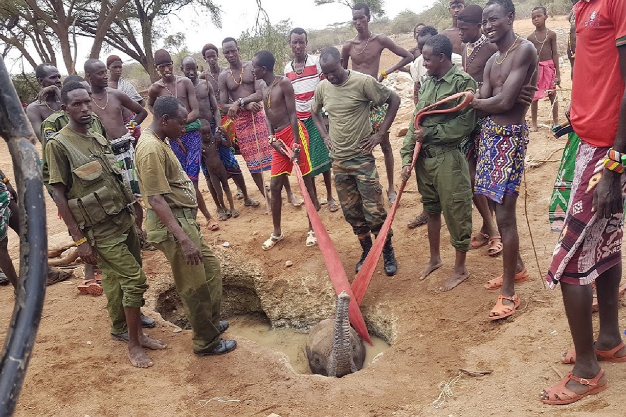 community-rescues-elephant-calf-in-samburu